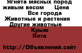 Ягнята мясных пород живым весом.  › Цена ­ 125 - Все города Животные и растения » Другие животные   . Крым,Ялта